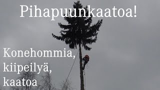 Pihapuunkaatoa! Kaadetaan, kiipeillään ja siivotaan