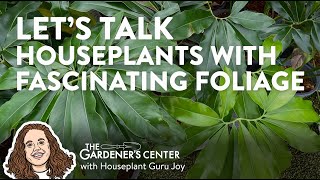 Let's Talk Houseplants with Fascinating Foliage 🍃 Houseplant Guru Joy at The Gardener's Center