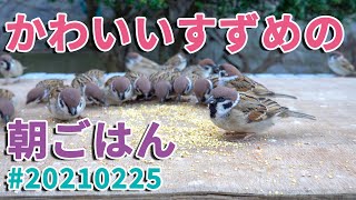 かわいいスズメの朝ごはん 20210225   Breakfast of the cute sparrow