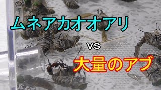 【ありの飼育記#75】大量のアブを蟻にあげたらヤバかった【ムネアカオオアリ】 Ant vs botfly