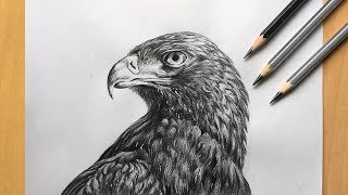 Eagle drawing in pencil | realistic eagle head drawing | bird drawing | pencil sketch