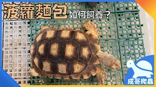 蘇卡達陸龜介紹|物種全解析|成哥(可開啟CC字幕)