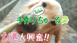 「Wanちゅ～るしよ！」初めての手作りちゅ～るを犬6匹に与えてみたら凄すぎた。。。