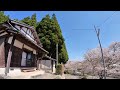 南関町 坂下阿蘇神社の桜