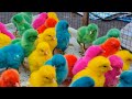 World Cute Chickens, Colorful Chickens, Rainbows Chickens, Cute Ducks, Cat cute , cute animal