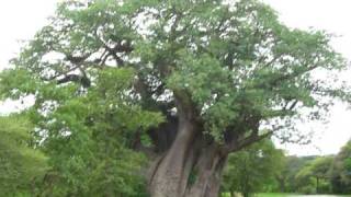 Huge Baobab tree