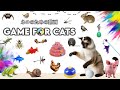 CAT GAMES | Special episode of cat TV show | 11 HOURS | NO ADS 🐝🐞🦋🦎🦜🐜🐭🧵