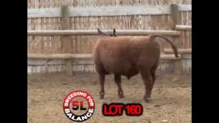 5L Red Angus Lots 156-165 Red Bulls