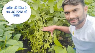 सोयाबीन की JS 2218 वैराइटी की स्थिति बारिश की खिंच के बाद  soyabean JS 2218 MO.9993682345#farming