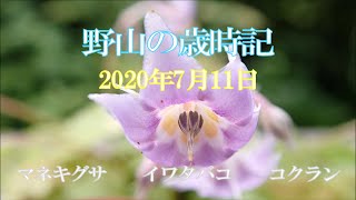 野山の歳時記　植栽野草の花３選　2020年7月11日