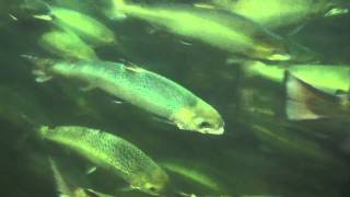 Atlantic Salmon - Closed Containment