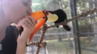 Want a Pet Toucan??? | Must Knows About TOUCANS As Pets