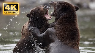 4K THE BEAR - Wild Animals Collection in 4K Ultra HD