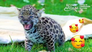 Bebé jaguar en Reino Animal