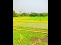 গ্রামের বাংলার কৃষক ও মাঠ shorts villagelife agriculture foryou masudscreation