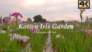 雨上がりの菖蒲園 Iris garden in Tokyo Japan 2023