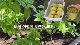 바질 이렇게 보관하세요! 일년도 가능한 바질 보관법 / How to store basil for up to a year / Basil pesto recipe