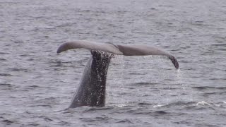 10.13.16 Sperm Whale, Humpback Whale \u0026 Risso's Dolphin #Monterey