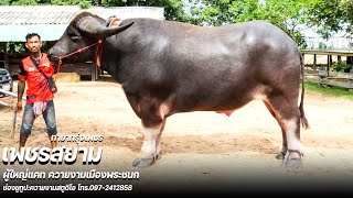 ชมเจ้าเพชรสยามของผู้ใหญ่แคท ควายงามเมืองพระชนก ทายาทรุ่งเพชร บ้านติ๊กควายไทย