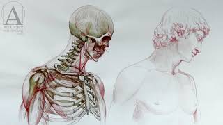 Human Anatomy - Anatomy Lessons for Artists