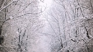 10 Hours of Enchanting Snowfall | Relaxing Winter Ambience ASMR