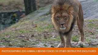 How to Photograph Zoo Animals