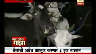 Gaon Tithe Majha 7pm : Yavatmal : Animal : 18-11-2016