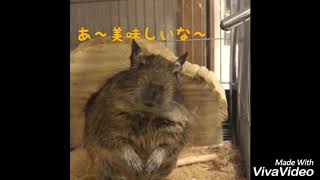 水を飲むデグーさん(degu)