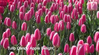 Tulip Candy Apple Delight - Tulip Bulbs from Holland