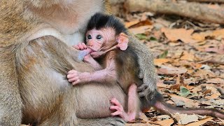 SO ADORABLE CUTIES DEMI FAST TO CATCH SWEET MILK DRINK NOT WAIT.