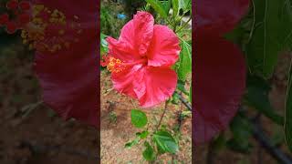 Hibiscus flower plants from my home garden,🌺🌺🌺🌼🌼