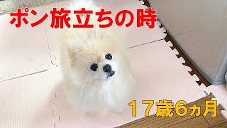 17歳6ヵ月 ポン 旅立ちの時