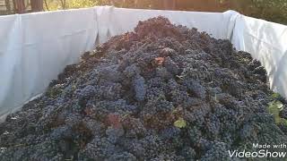 Vendemmia a mano del Pinot 2017