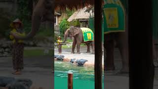 20180125 121504 峇里島野生動物園大象尿尿