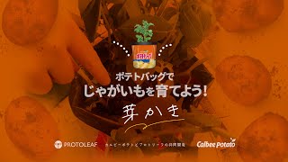 【ポテトバッグ】じゃがいも栽培編②〜芽かき〜