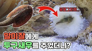 말미잘에게 투구새우(트리옵스)를 주면? 이렇게 됩니다.[TV생물도감]