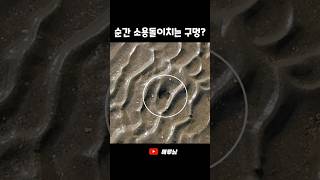 잠깐 소용돌이치는 모래속에 큰 조개가 나온다고?! #shorts