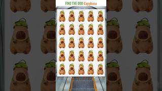 Capybara, tìm capybara, find the odd capybara, capybara chảy nước mũi, capybara chảy mũi #capybara