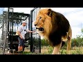 Join Kevin Richardson's Lion PRIDE | The Lion Whisperer