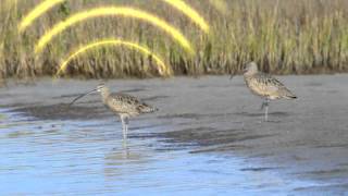 Unlocking the Secrets of Bird Migration