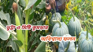 ভুট্টা ও মিষ্টি কুমড়ার বাম্পার ফলন, সবজিতে লোকসান...