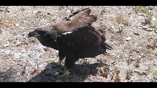 SWFL  Eagle. E22 flew into the nest territory.🥰3.04.2023