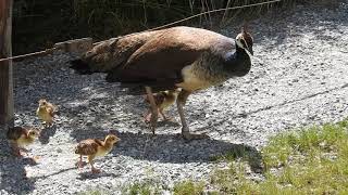 雛4羽を連れたインドクジャク　Common peafowl  with peachicks 2016 0729