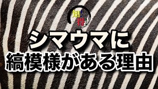 ◆知っ得◆雑学　シマウマに縞模様がある理由