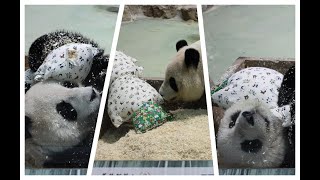 20241226 耶誕佳節有餘慶 圓仔抱玩一分鐘 Giant Panda Yuan Zai