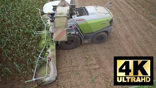 CLAAS Jaguar 970 / Mais Häckseln Agrardienste Rohlfing GmbH / August 2019 in 4k!!! (extrem windig)!!