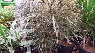 False Aralia Plant Care | Donna Joshi