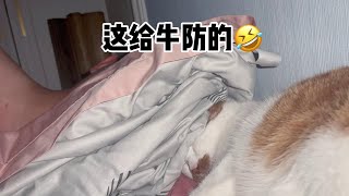 下次得包成木乃伊才能彻底防住牛哈哈哈#猫咪的迷惑行为#戏精猫咪