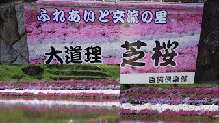 大道理芝桜まつり Odori Ground pink festival