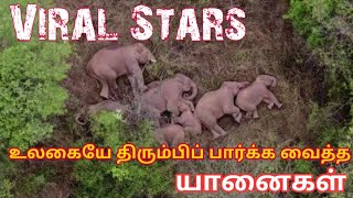 China Viral Elephants | உலகையே திரும்பிப் பார்க்க வைத்துள்ள சீன யானைகள் | Tamil News | K1stTV